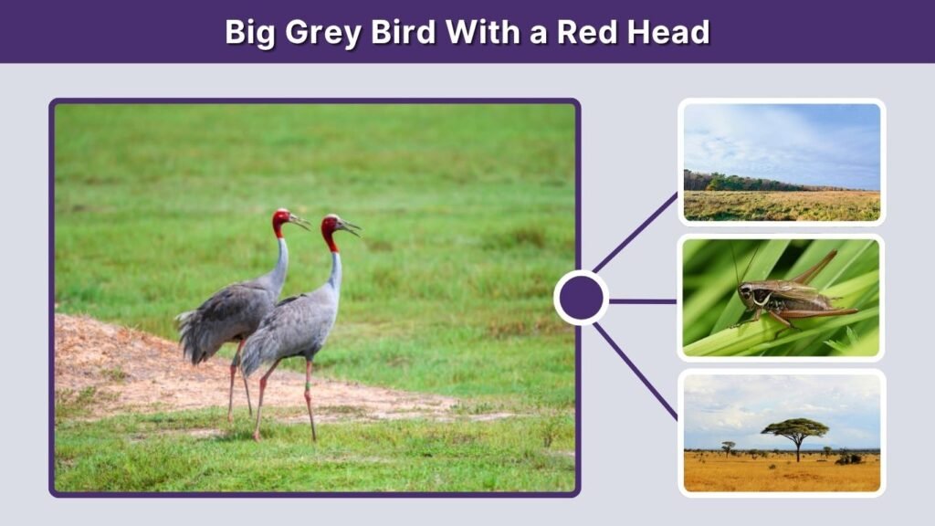 Big Grey Bird With a Red Head