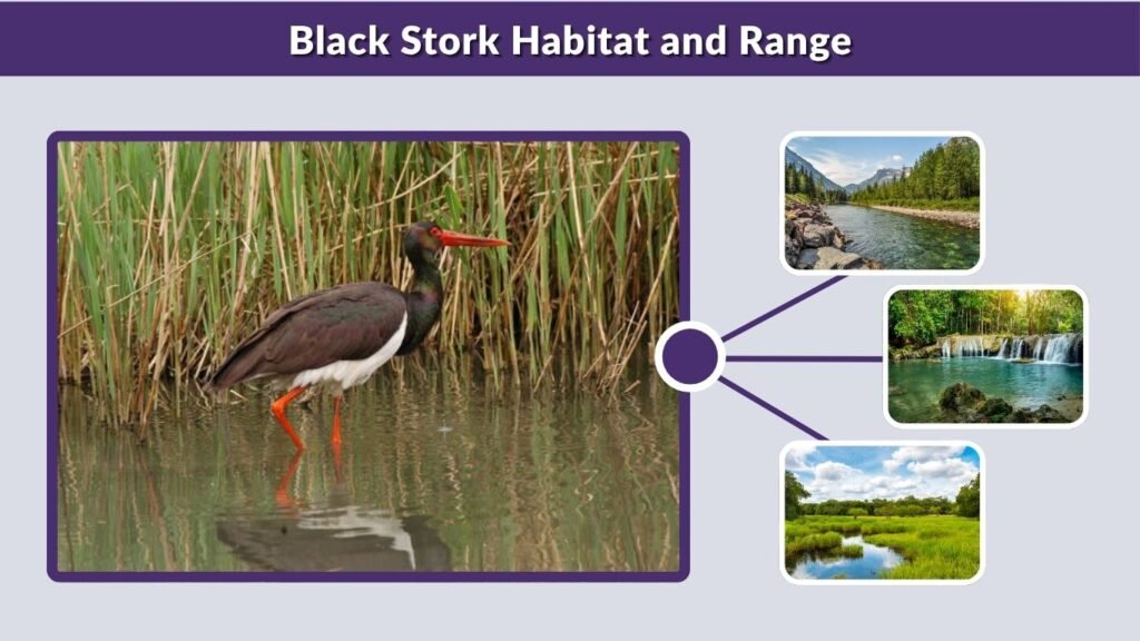 Black Stork Habitat and Range