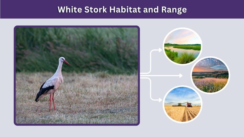 White Stork Habitat and Range