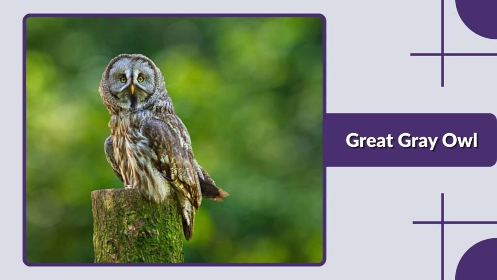 Great Gray Owl