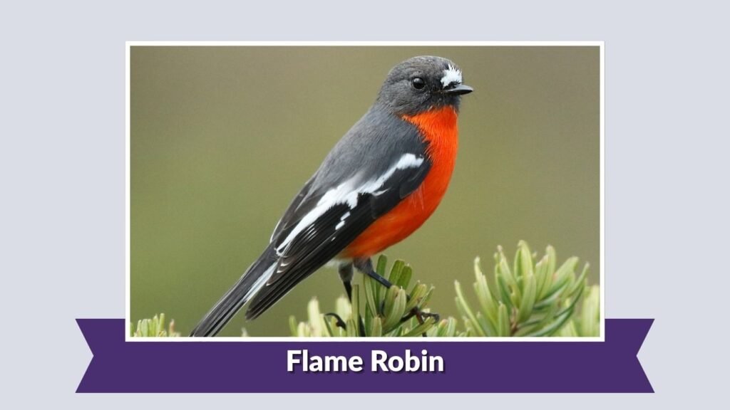 Flame Robin