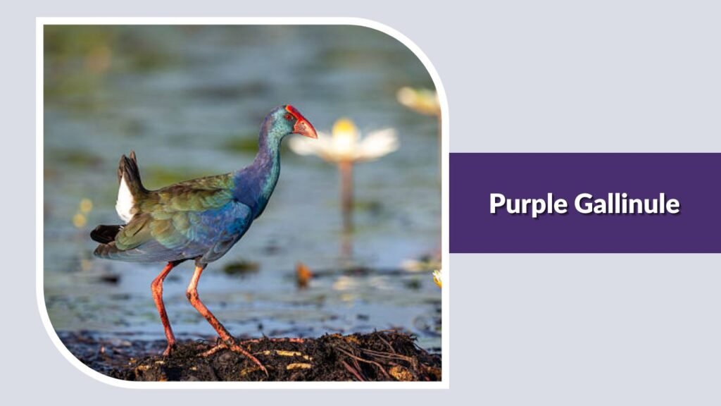 Purple Gallinule