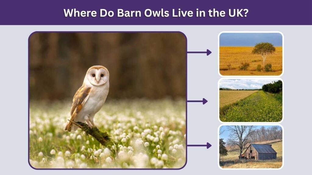Where Do Barn Owls Live in the UK?