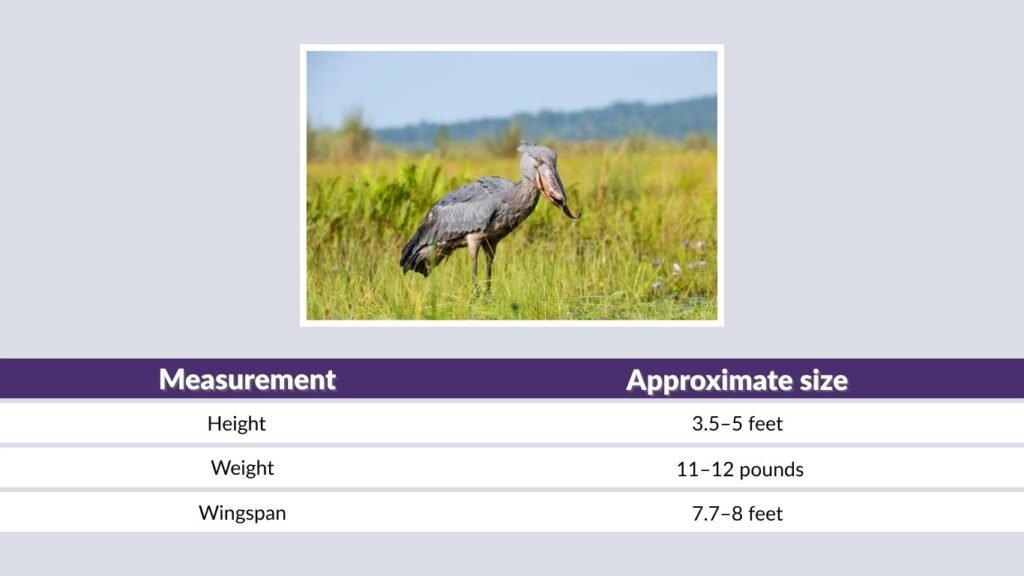 How Big Can a Shoebill Get?