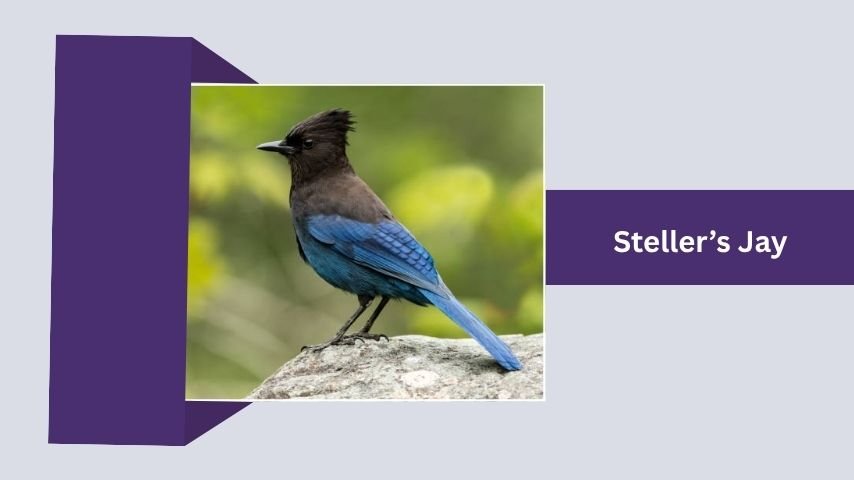 teller’s Jay