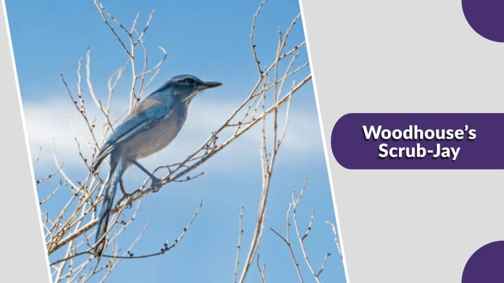 Woodhouse’s Scrub-Jay