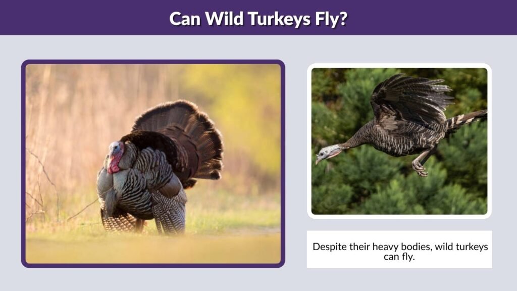 Can Wild Turkeys Fly?
