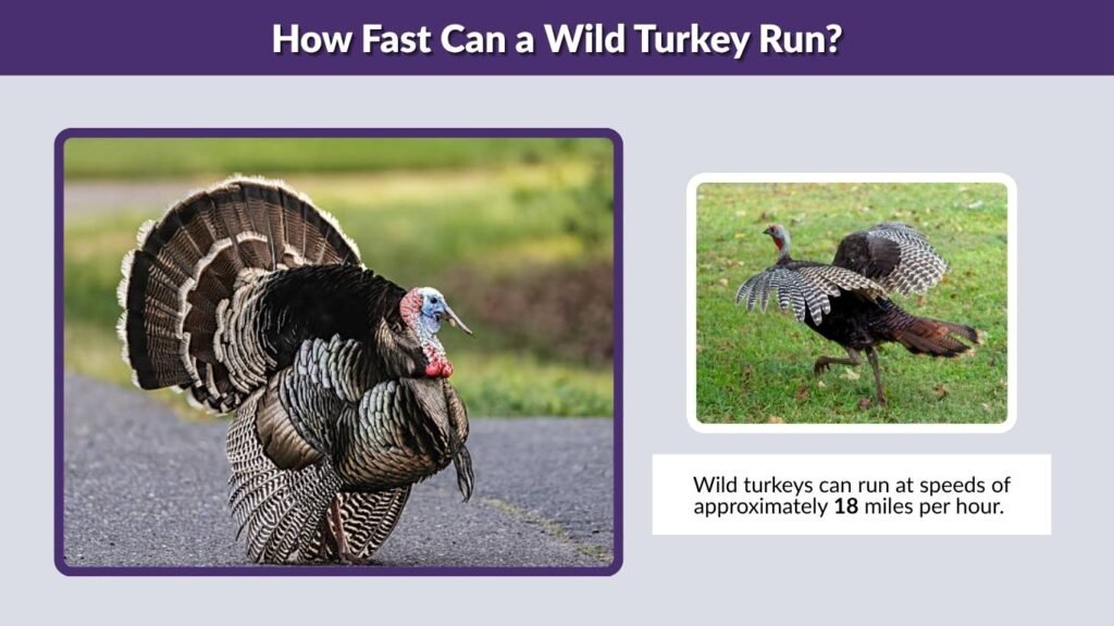 How Fast Can a Wild Turkey Run?