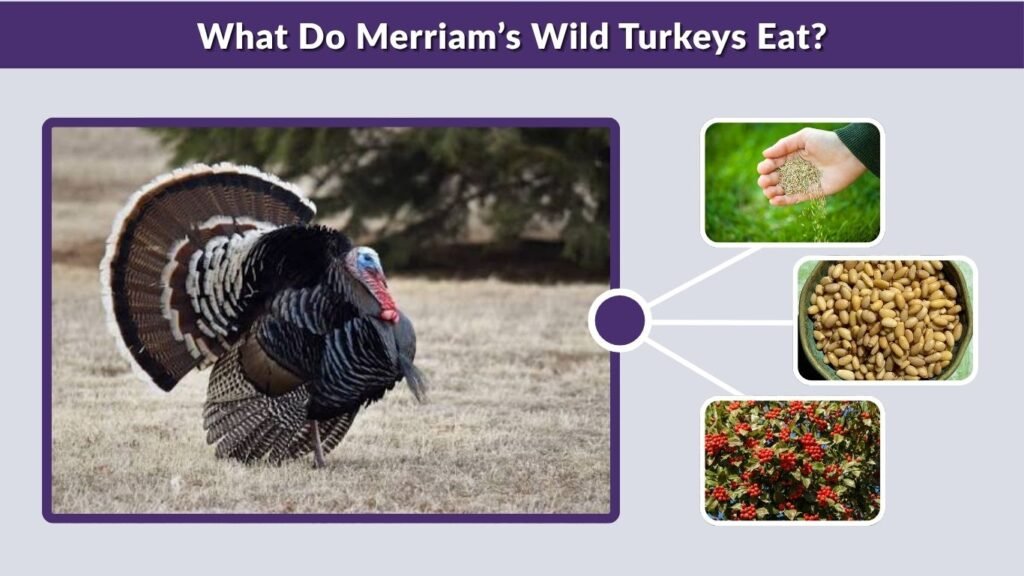 What Do Merriam’s Wild Turkeys Eat?