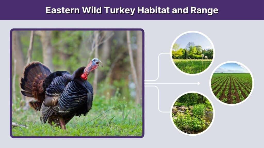 Eastern Wild Turkey Habitat and Range