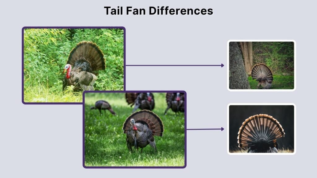 Tail Fan Differences