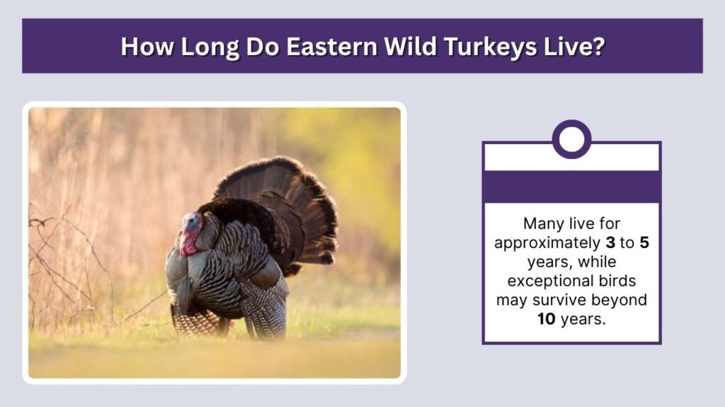How Long Do Eastern Wild Turkeys Live?