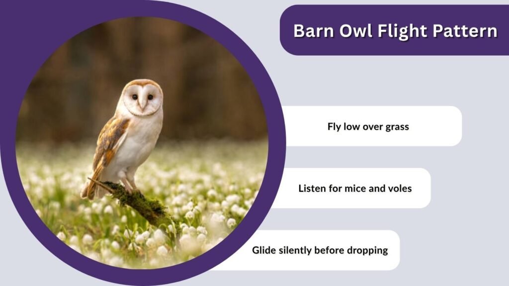 Barn Owl Flight Pattern