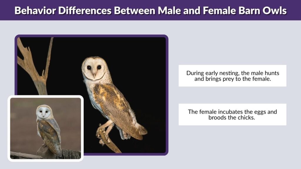 Behavior Differences Between Male and Female Barn Owls