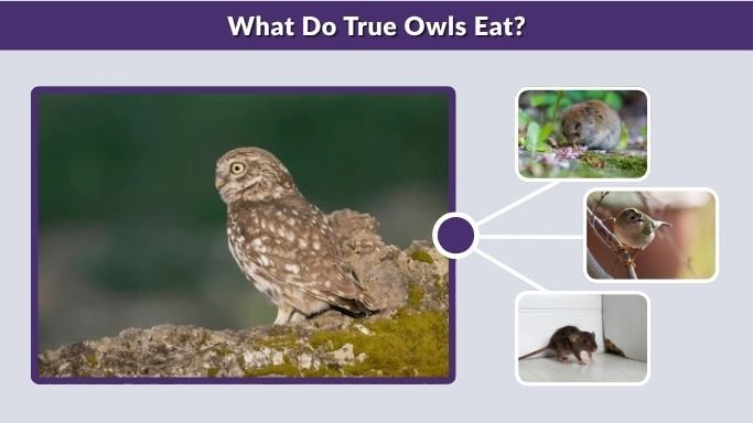 What Do True Owls Eat?