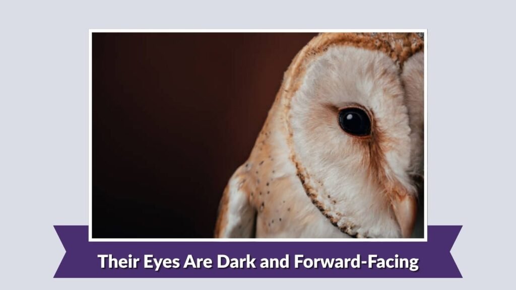 Their Eyes Are Dark and Forward-Facing