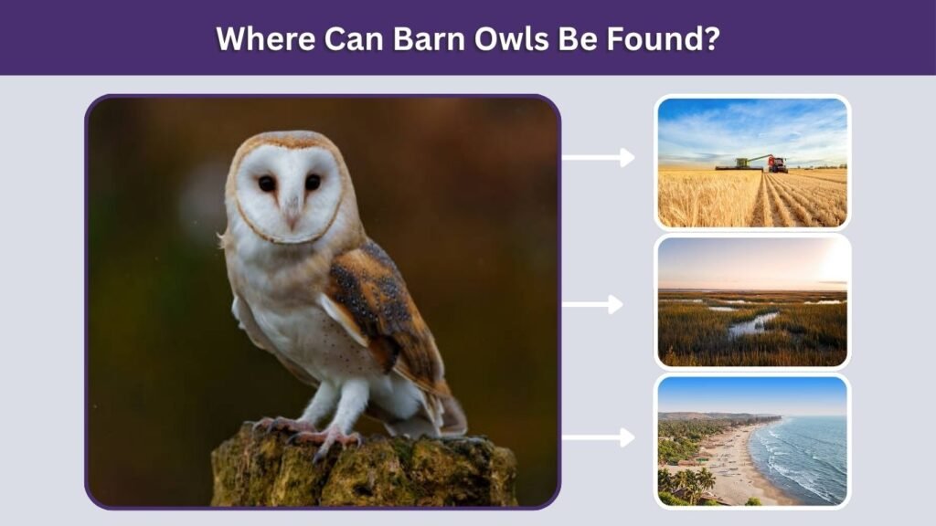 Where Can Barn Owls Be Found?