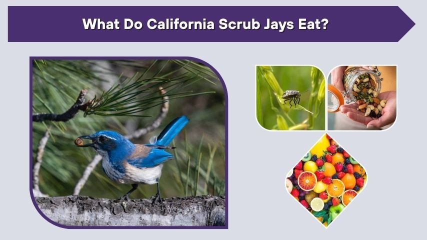 What Do California Scrub Jays Eat?