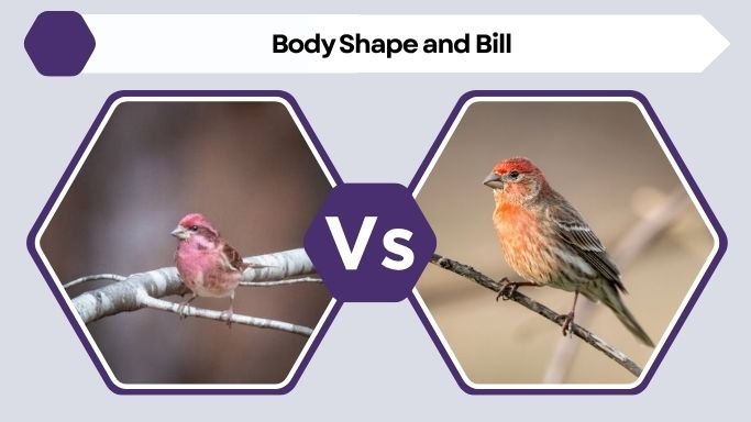 Body Shape and Bill