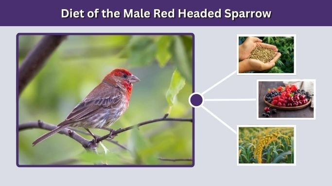Diet of the Male Red Headed Sparrow