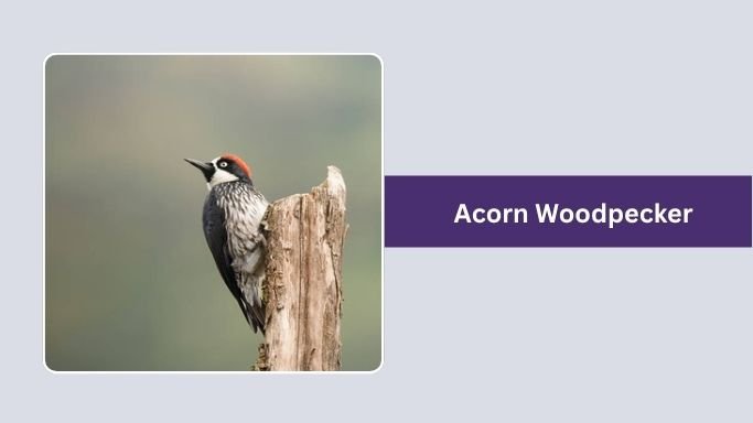 Acorn Woodpecker