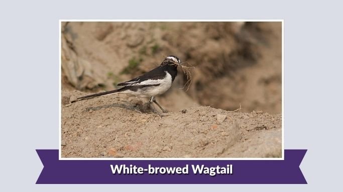 White-browed Wagtail