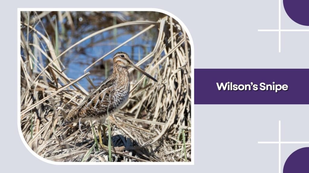 Wilson’s Snipe