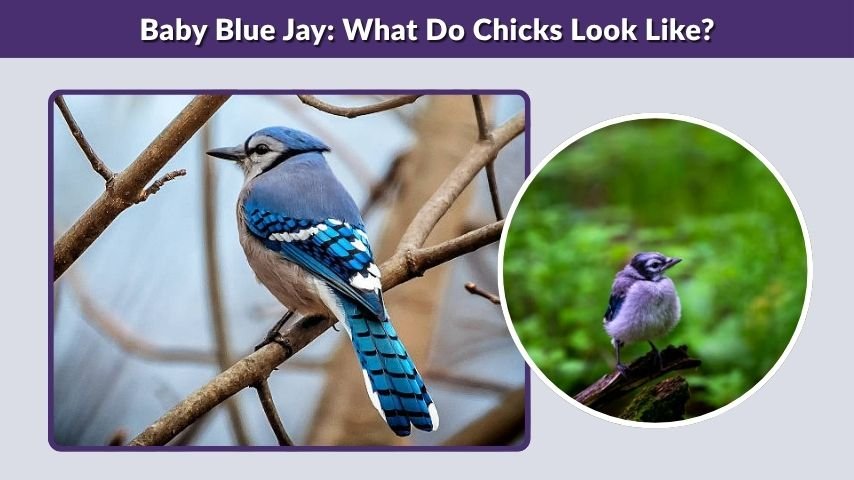 Baby Blue Jay: What Do Chicks Look Like?