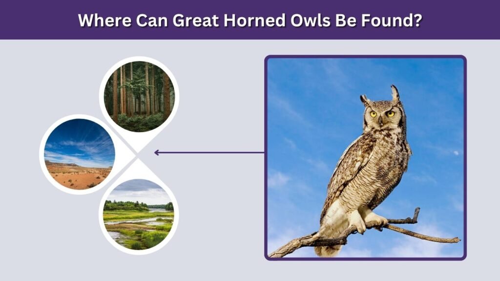 Where Can Great Horned Owls Be Found?
