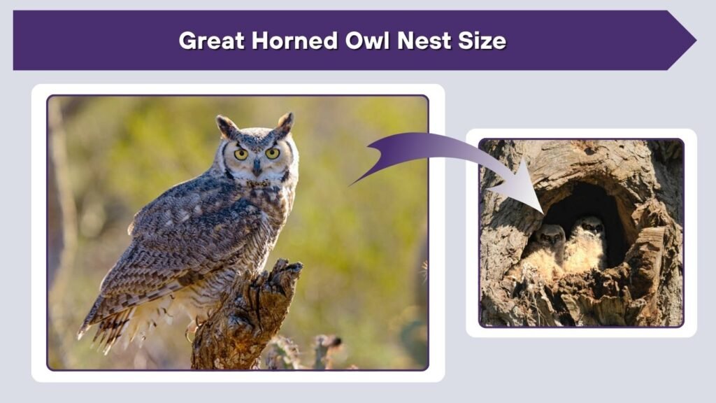 Great Horned Owl Nest Size