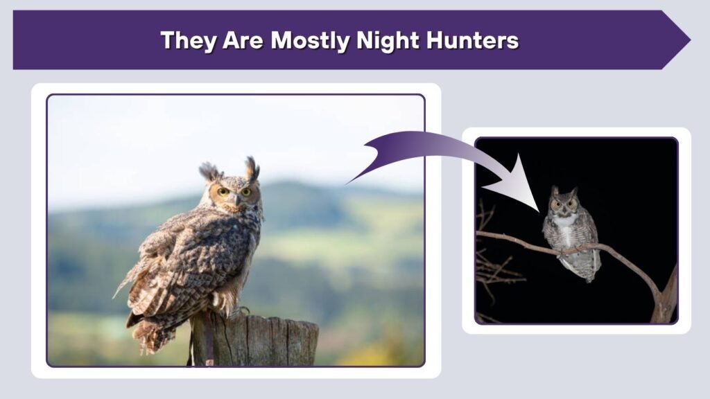 They Are Mostly Night Hunters