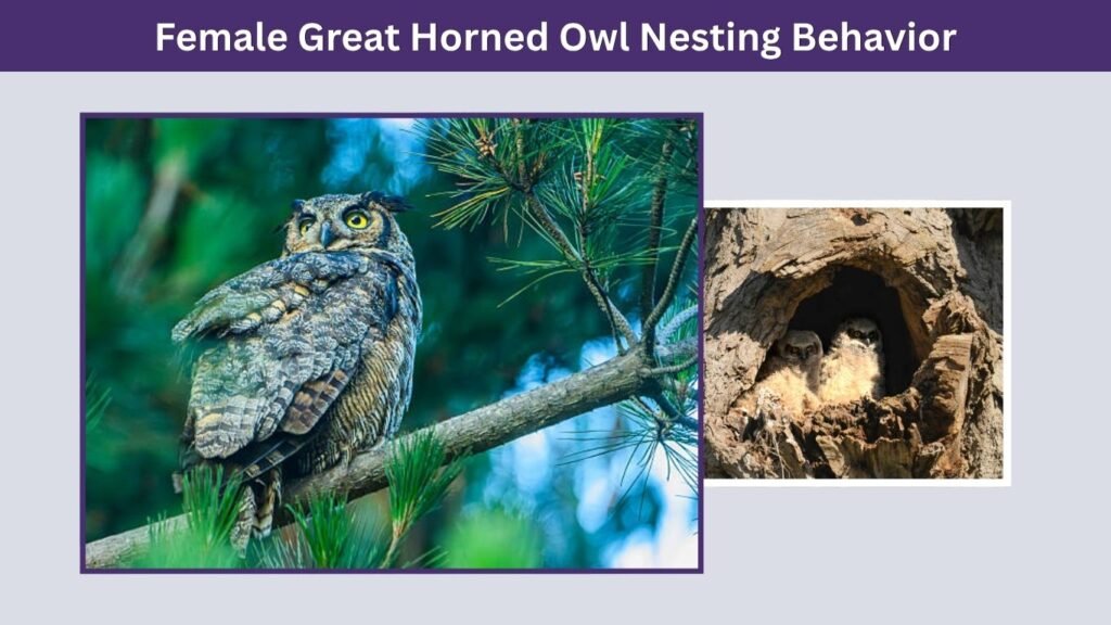 Female Great Horned Owl Nesting Behavior
