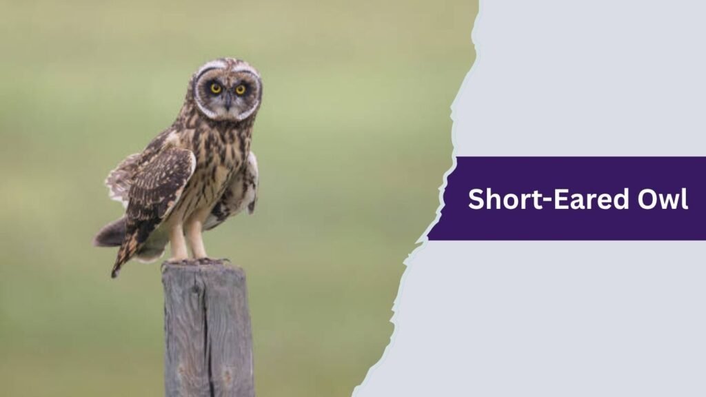 Short-Eared Owl