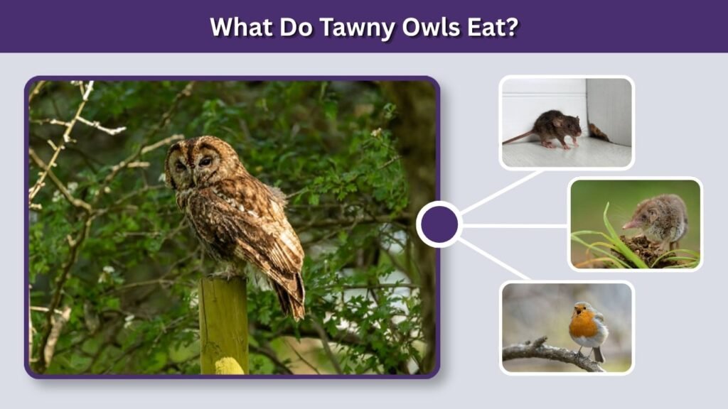What Do Tawny Owls Eat?