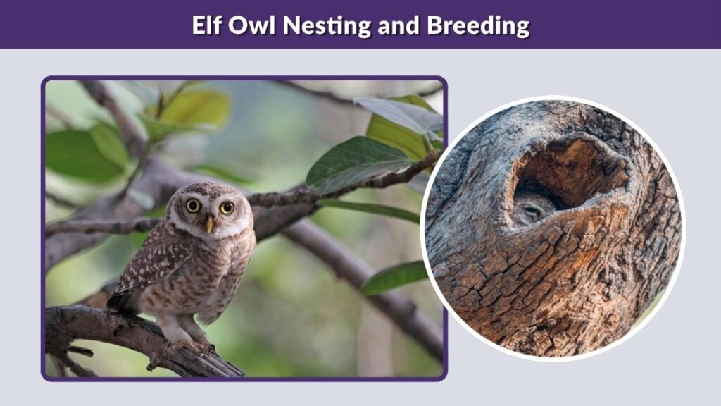 Elf Owl Nesting and Breeding