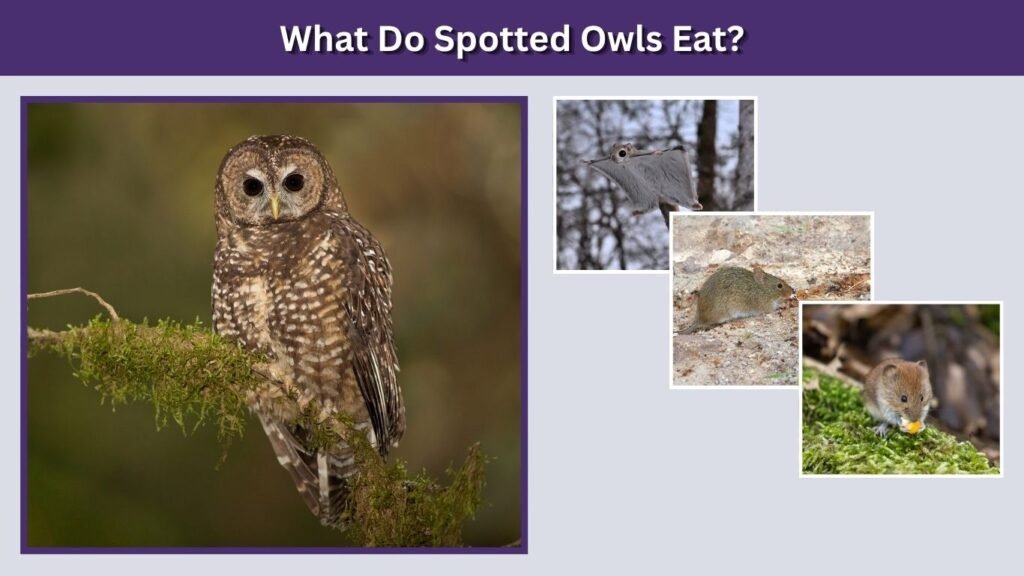What Do Spotted Owls Eat?