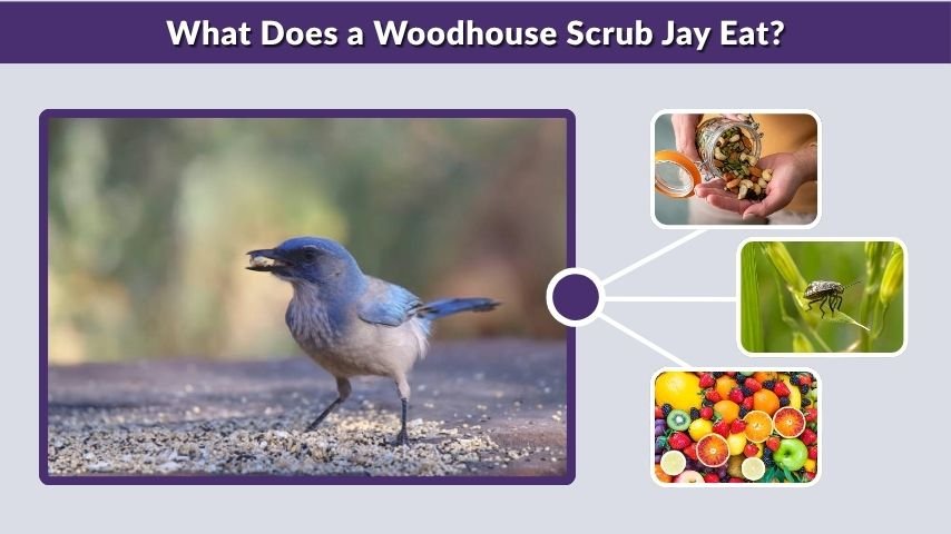 What Does a Woodhouse Scrub Jay Eat?