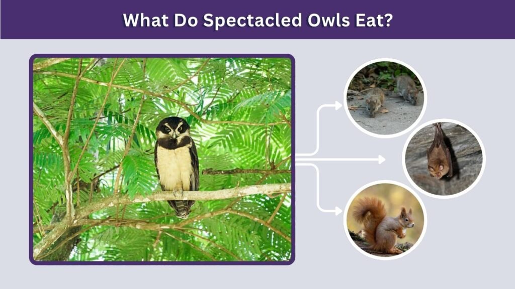 What Do Spectacled Owls Eat?