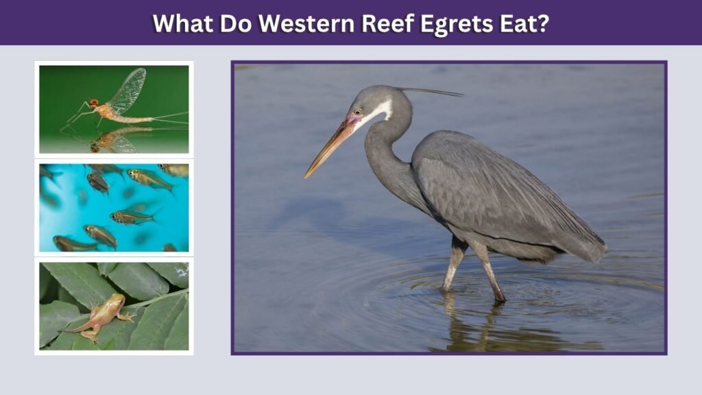 What Do Western Reef Egrets Eat?