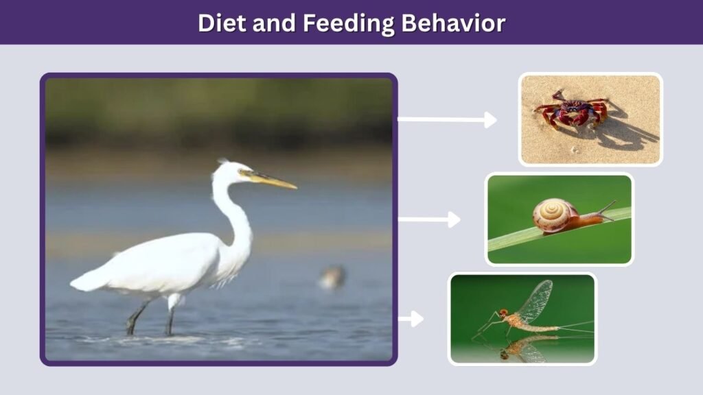 Diet and Feeding Behavior