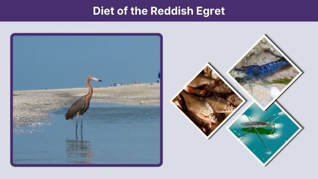 Diet of the Reddish Egret