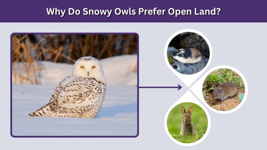 Why Do Snowy Owls Prefer Open Land?