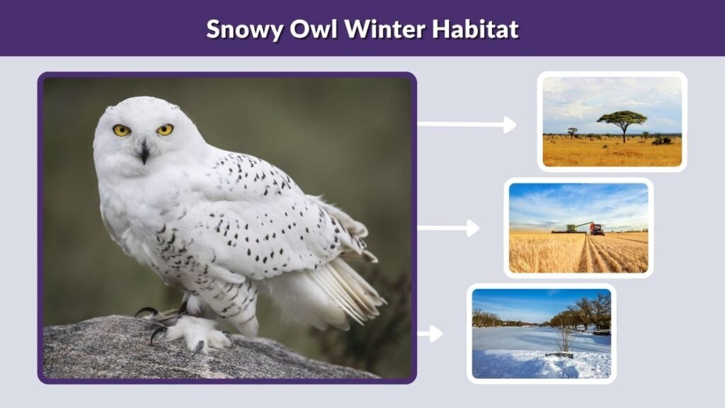Snowy Owl Winter Habitat
