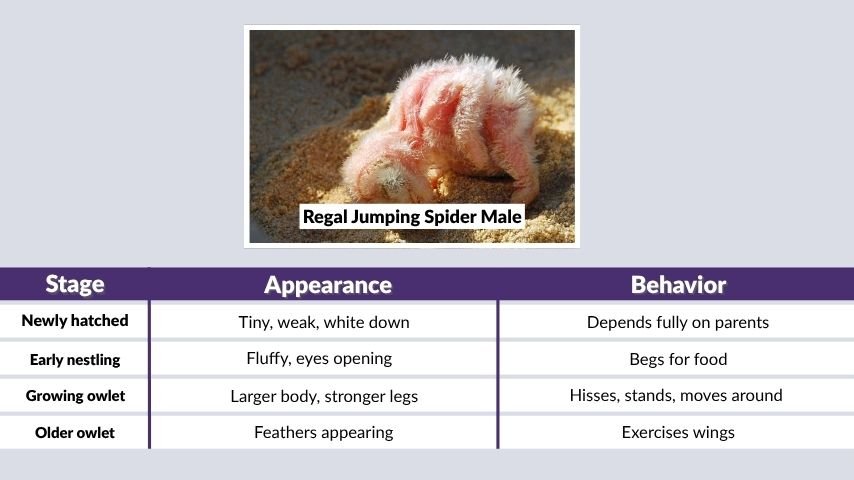 Baby Barn Owl Growth Stages