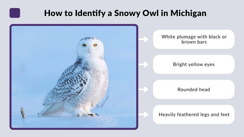 How to Identify a Snowy Owl in Michigan