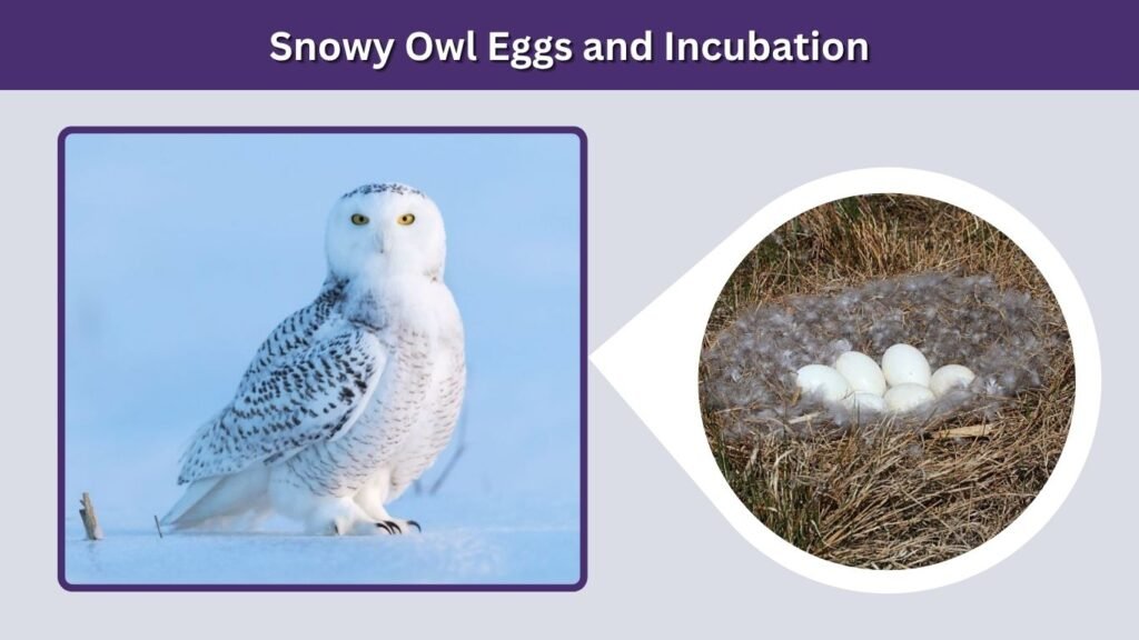 Snowy Owl Eggs and Incubation