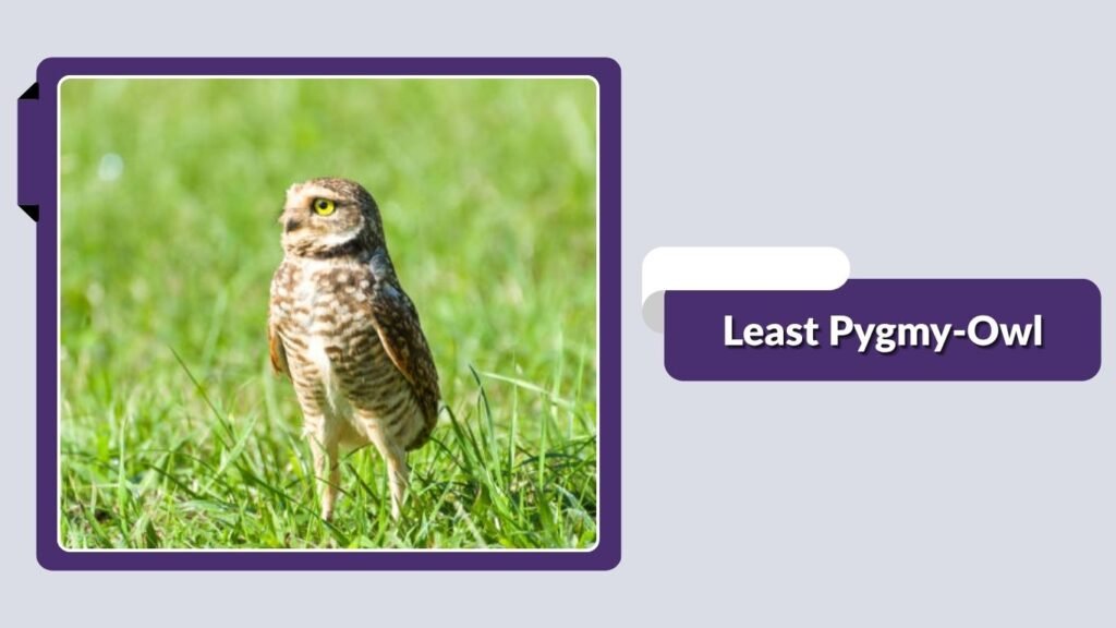 Least Pygmy-Owl