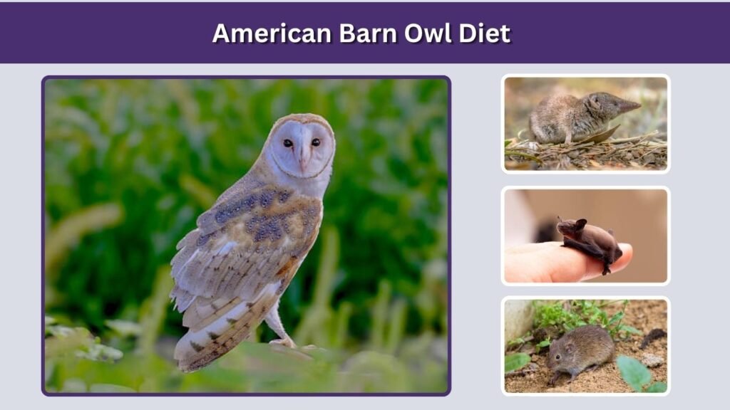 American Barn Owl Diet