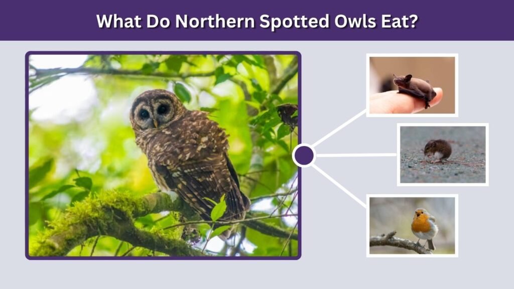 What Do Northern Spotted Owls Eat?
