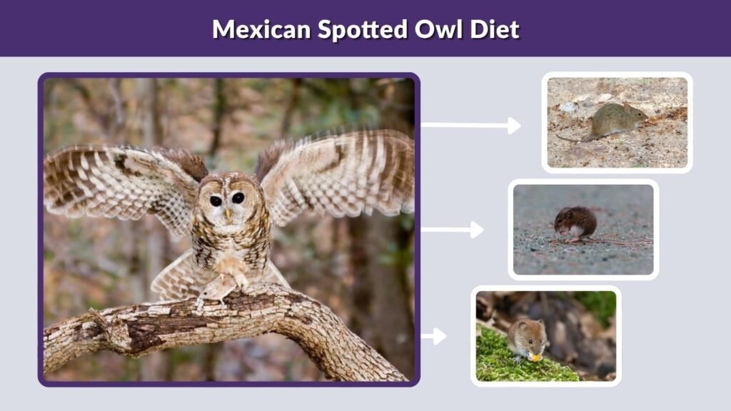 Mexican Spotted Owl Diet